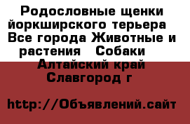 Родословные щенки йоркширского терьера - Все города Животные и растения » Собаки   . Алтайский край,Славгород г.